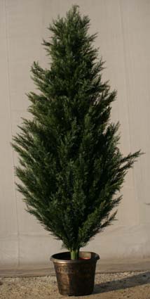 クリスマスツリー 飾りの販売ショップ Mdl 5229 ゴールドクレストツリー 鉢付